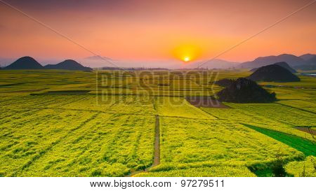Yellow rapeseed flower field in sunset in Luoping, Yunnan, China