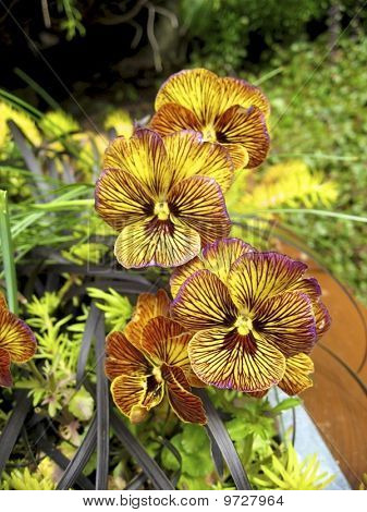 flower blooms