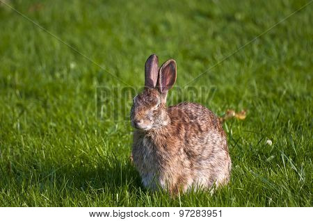 Rabbit resting with eye closed in grass