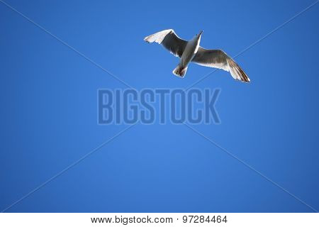 Seagull Flying in Blue Sky