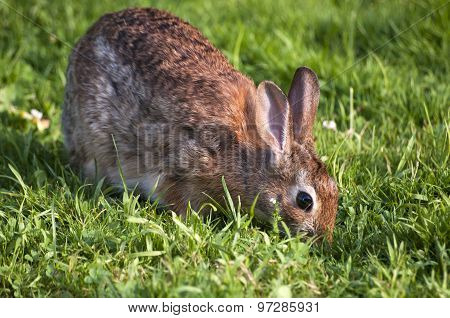 Rabbit in grass