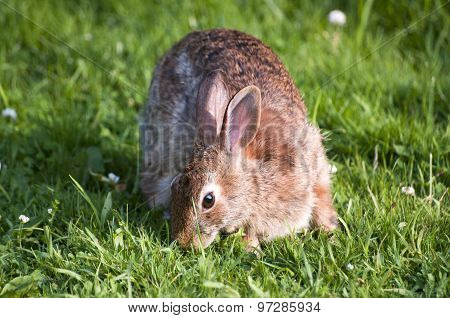 Rabbit in grass