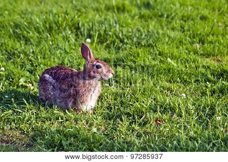 Rabbit in grass