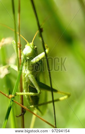 Green Grasshopper