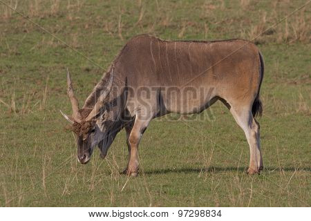 Hippotragus Equinus