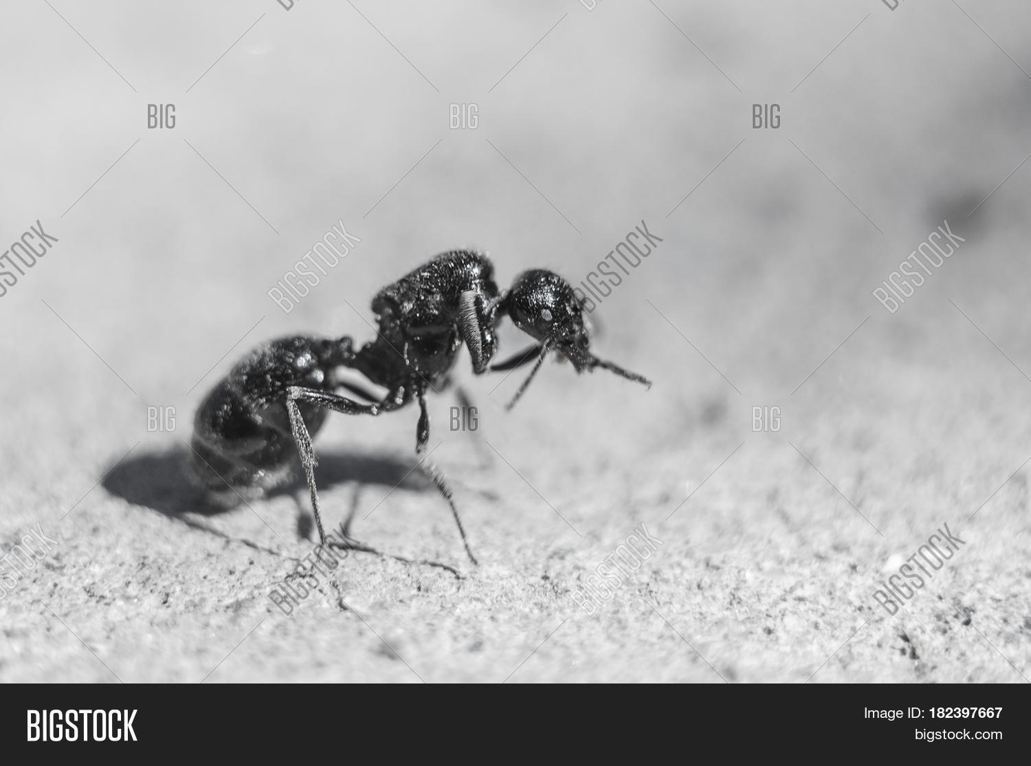 Big Black Ant Queen Image & Photo (Free Trial) Bigstock