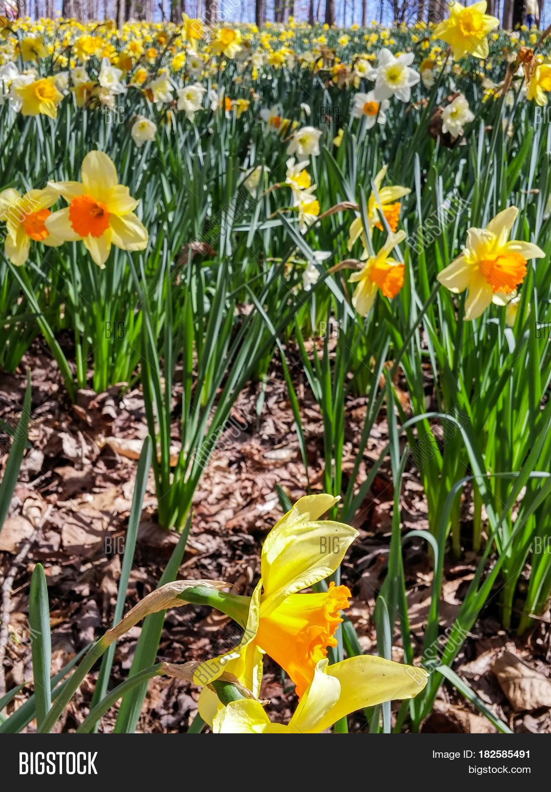 Many Yellow Jonquils Image & Photo (Free Trial) Bigstock