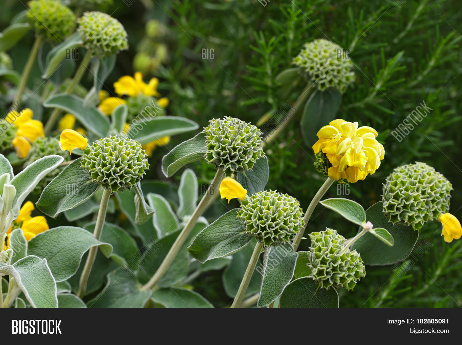 Phlomis Edward Bowles Image & Photo (Free Trial) Bigstock