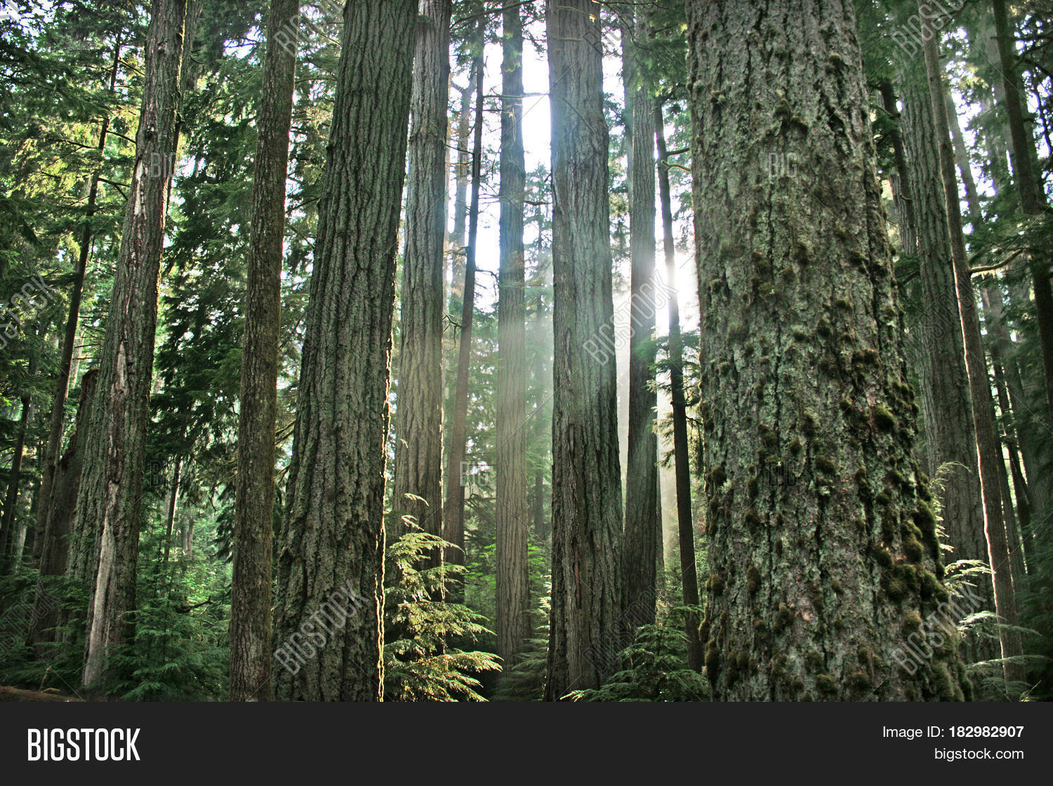 Canadian Rainforest Image & Photo (Free Trial) Bigstock