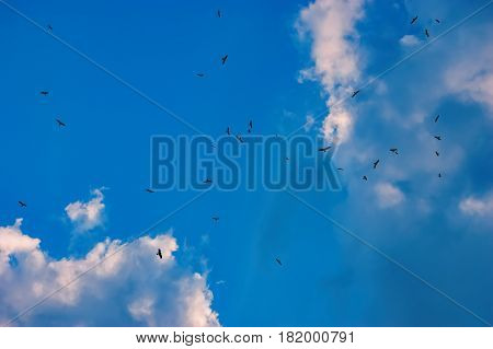 Silhouettes of birds flying in the blue sky. Clouds filled the sky. A lot of birds.
