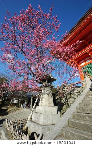 The plum blossom in Japan