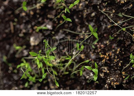 Young spring sprout. The first shoots of young plants.