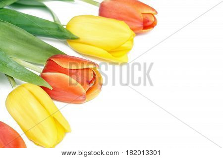 Tulips. Bouquet of flowers on white background. Holiday background with copy space.