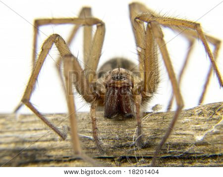 A Spider-makro (eläimiin Licosas) haara