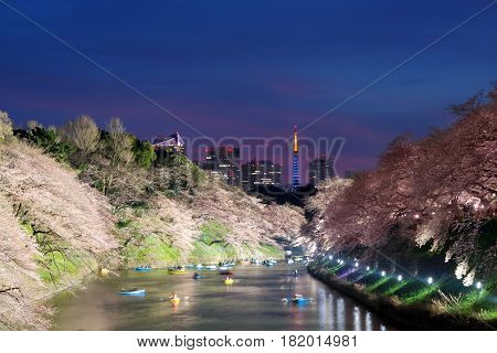 Night view of massive cherry blossoming with Tokyo tower as background. Photoed at Chidorigafuchi Tokyo Japan.