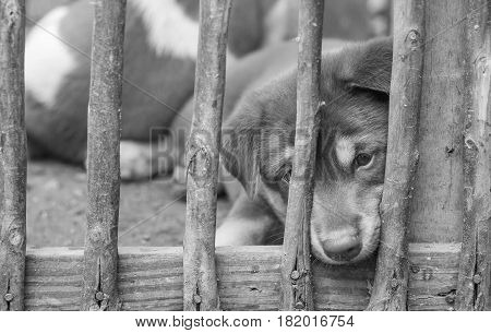 Closeup puppy in wood cage background in black and white tone