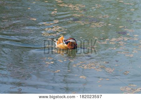 Mandarin Duck Close Up From Sile River, Italy