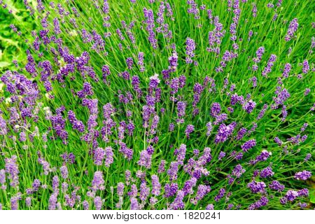 Fiori di lavanda brillante in una giornata di sole 5