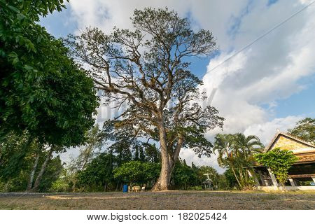 The area of Wat Khu Tao Mae Tom Bang Klam Songkhla Thailand