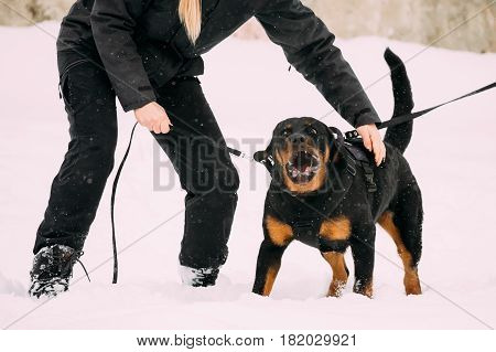Training Of Purebred Black Rottweiler Metzgerhund Adult Dog. Attack And Defence. Winter Season