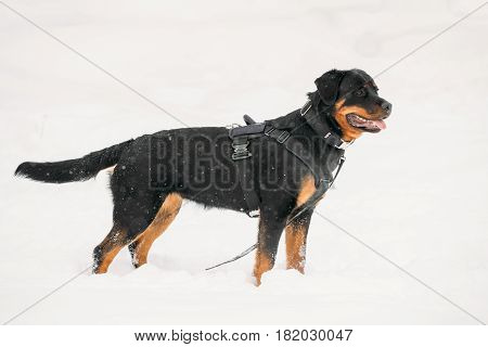 Black Rottweiler Metzgerhund Dog During Training. Winter Season.