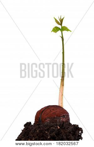 Sprout of a young walnut on the white background
