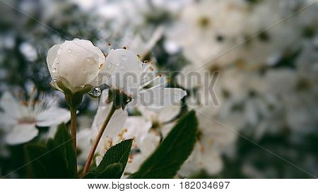 A tree is blooming,  trees blossom, a beautiful flower, a white flower, Processed with VSCO with 6 preset