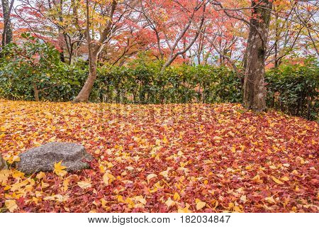 maple and ginko leaves on the ground