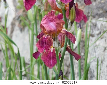 Iris Gladiolus In Bloom In The Garden