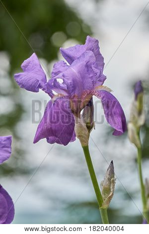 Iris Gladiolus In Bloom In The Garden