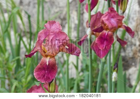 Iris Gladiolus In Bloom In The Garden