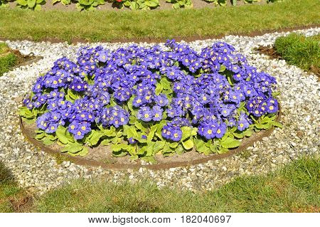 A flower bed of Primula Crescendo Blue Shades