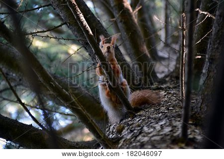 Curious squirrel high on a tree branch