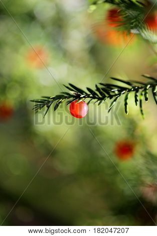 Beautiful red juniper berries photographed close up
