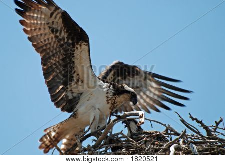 Osprey