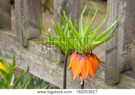 crown imperial flower, hanging down on itself