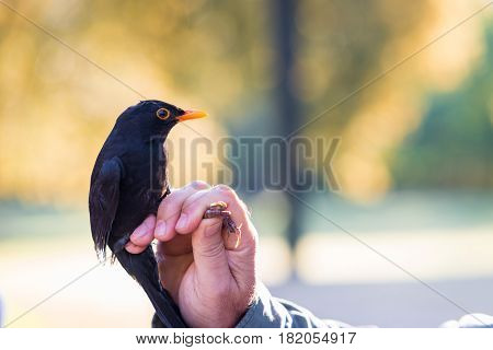Man showing a black Mirlo (Turdus Merula).