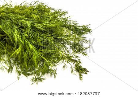 Dill plant, green dill, a bunch of dill, white background with dill pictures