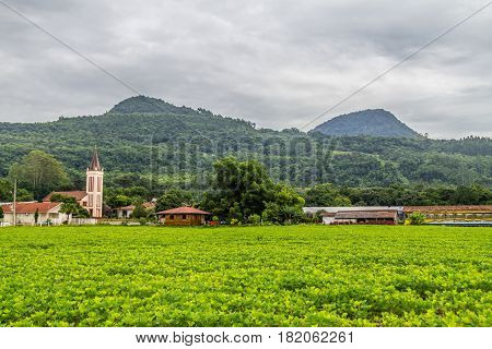 Soy Plantation In Farm
