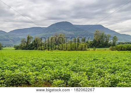 Soy Plantation In Farm
