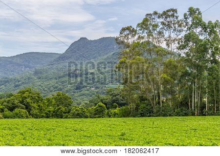 Soy Plantation In Farm