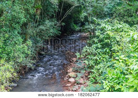 Small Stream In The Forest