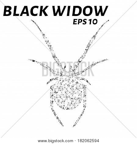Black Widow Consists Of Points, Lines And Triangles. The Polygon Shape In The Form Of A Silhouette O