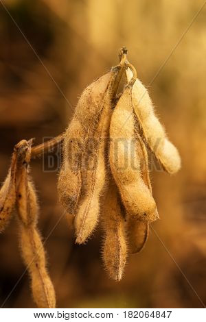 Ripe soybean pods close up cultivated organic agricultural crop