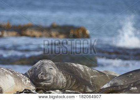 Southern Elephant Seals (Mirounga leonina) sleeping on a sandy beach on Sealion Island in the Falkland Islands.