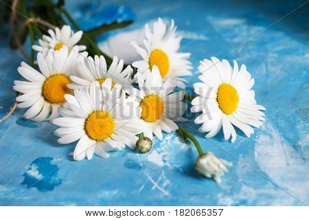Summer Floral card with chamomile flower over blue vintage painted wooden background.