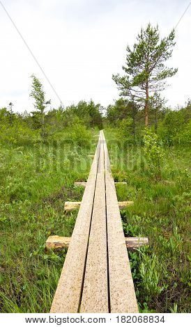 Natural park wooden path in marsh area