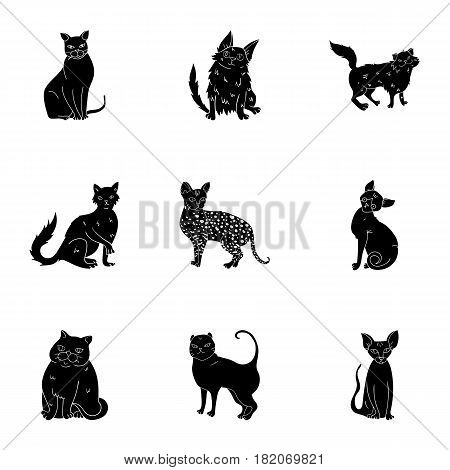 Collection of cats in one picture. Different cats in one picture. Cat breeds icon in set collection on black style vector symbol stock web illustration.