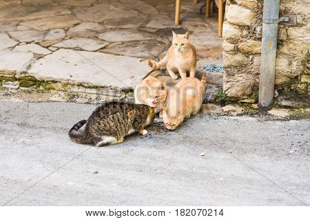 Street cats eating food - Concept of homeless animals.