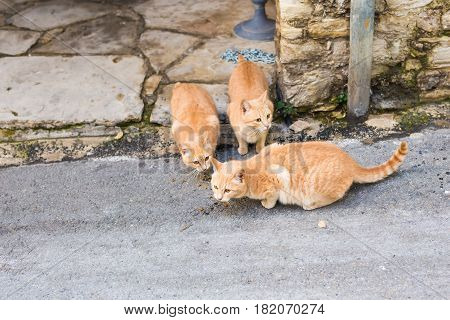 Street cats eating food - Concept of homeless animals.